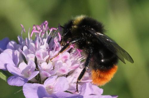 Réf. 297 180 : Bombus lapidarius